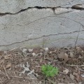 Are foundation repairs common in texas?